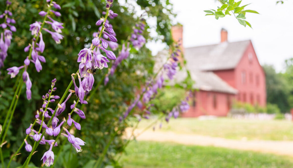 Purple hosta flowers with historic house in background