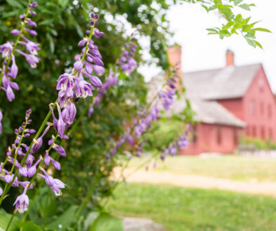 Purple hosta flowers with historic house in background