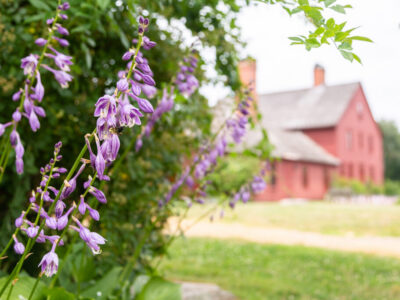 Purple hosta flowers with historic house in background