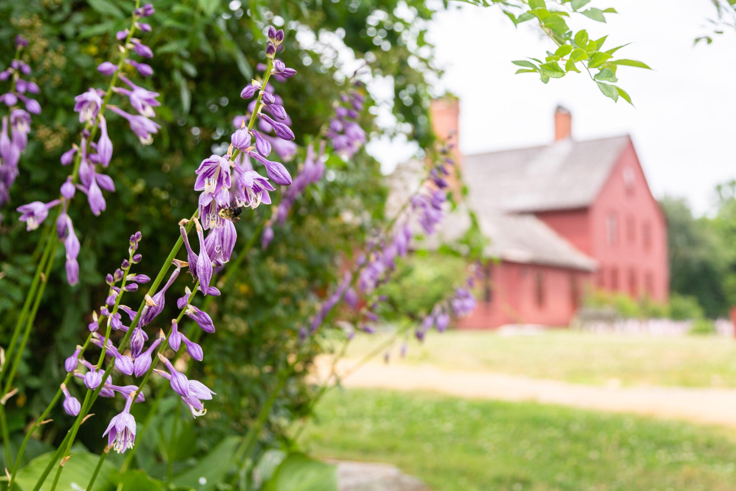 Purple hosta flowers with historic house in background